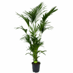 Kentiapalm - Howea Forsteriana - P27 H200 - Kamerplant