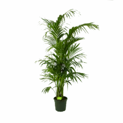 Kentiapalm - Howea Forsteriana - P30 H210 - Kamerplant