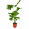 Livistona Rotundifolia - Chinese Schermpalm - P24 H100 - Kamerplant
