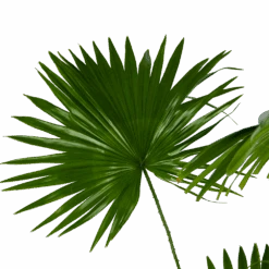 Livistona Rotundifolia - Chinese Schermpalm - P24 H100 - Kamerplant -Gardenas Winkel livistona rotundifolia chinese schermpalm p24 h100 kamerplant 3