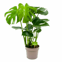 Monstera Deliciosa - Gatenplant - P17 H65 - Kamerplant