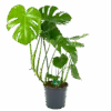 Monstera Deliciosa - Gatenplant - P24 H100 - Kamerplant