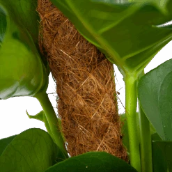 Monstera Deliciosa Op Mosstok - Gatenplant - P19 H80 - Kamerplant -Gardenas Winkel monstera deliciosa op mosstok gatenplant p19 h80 6