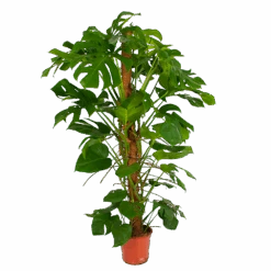 Monstera Deliciosa Op Mosstok - Gatenplant - P24 H150 - Kamerplant