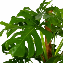 Monstera Deliciosa Op Mosstok - Gatenplant - P24 H150 - Kamerplant -Gardenas Winkel monstera deliciosa op mosstok gatenplant p24 h150 5