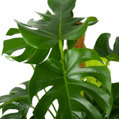 Monstera Deliciosa Op Mosstok - Gatenplant - P27 H120 - Kamerplant -Gardenas Winkel monstera deliciosa op mosstok gatenplant p27 h120 6 3