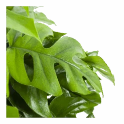 Monstera Minima - Gatenplant - In Hangpot - P27 H30 - Kamerplant -Gardenas Winkel monstera minima gatenplant in hangpot p27 h30 6