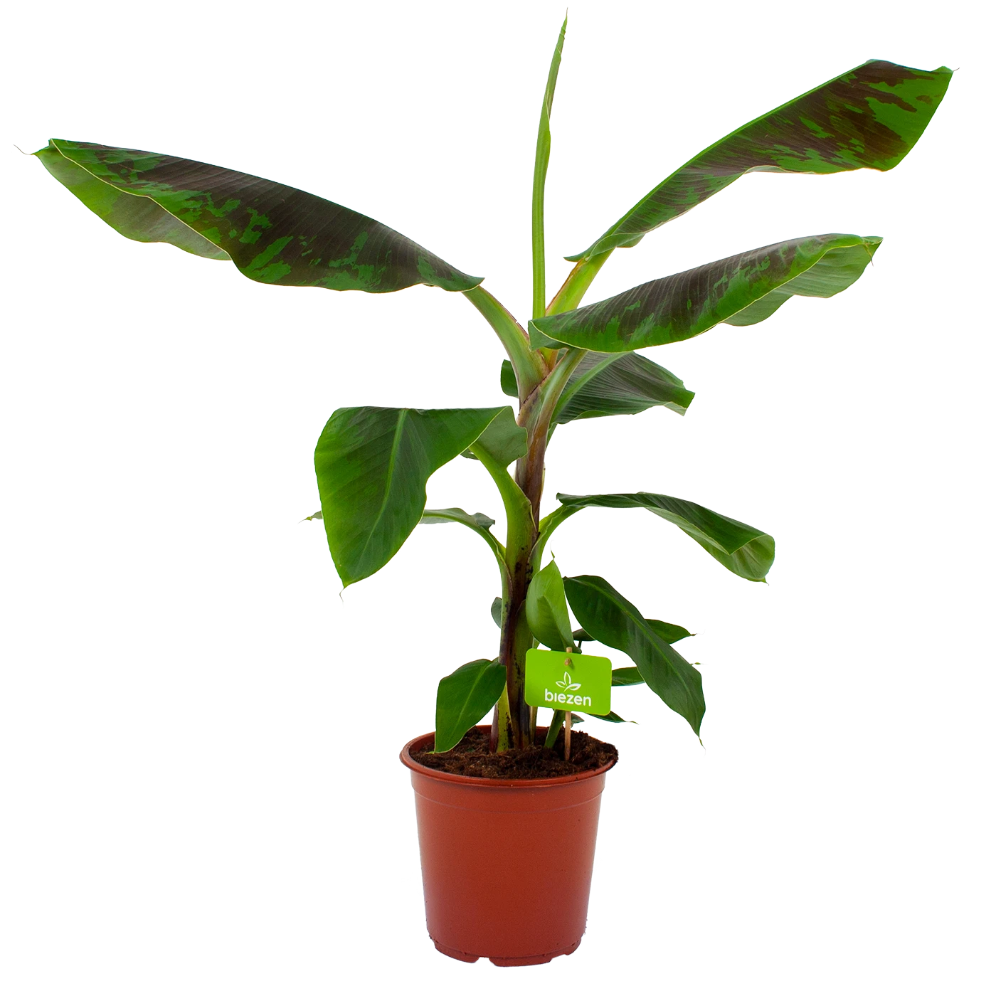 Musa Dwarf Cavendish - Bananenplant - P21 H90 - Kamerplant 1 Musa Dwarf Cavendish - Bananenplant - P21 H90 - Kamerplant