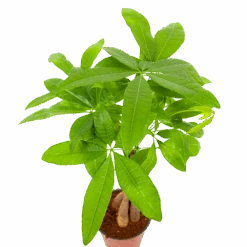 Pachira Aquatica - Geldboom - P12 H45 - Kamerplant -Gardenas Winkel pachira aquatica geldboom p12 h45 6