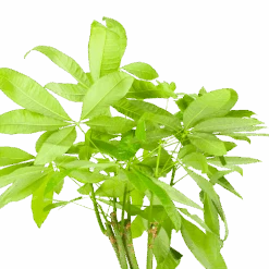 Pachira Aquatica - Geldboom - P24 H135 - Kamerplant -Gardenas Winkel pachira aquatica geldboom p24 h135 6