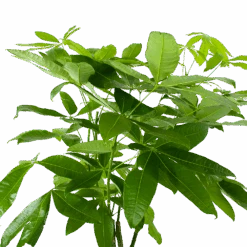 Pachira Aquatica - Geldboom - P27 H150 - Kamerplant -Gardenas Winkel pachira aquatica geldboom p27 h150 6