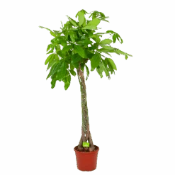 Pachira Aquatica - Geldboom - P35 H190 - Kamerplant