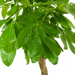 Pachira Aquatica - Geldboom - P35 H190 - Kamerplant -Gardenas Winkel pachira aquatica geldboom p35 h190 6