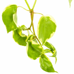 Peperomia Scandens Variegata - In Hangpot - P17 H30 - Kamerplant -Gardenas Winkel peperomia scandens variegata in hangpot p17 h30 6