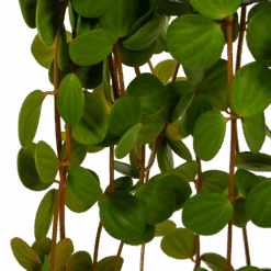 Peperomia Tetraphylla - In Hangpot - P15 H25 - Kamerplant -Gardenas Winkel peperomia tetraphylla in hangpot p15 h25 6