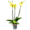 3 Taks Phalaenopsis Limelight - Vlinderorchidee - P12 H60 - Kamerplant