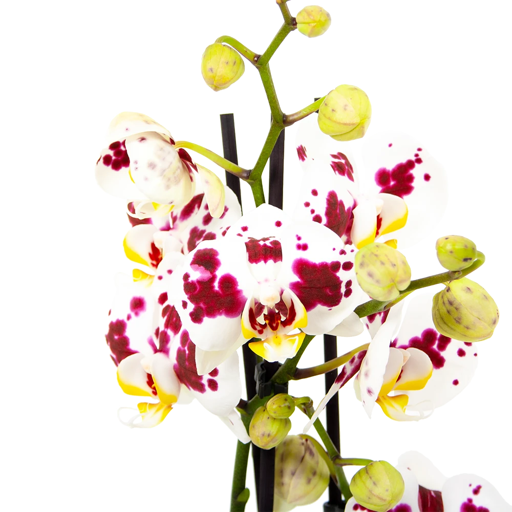 3 Taks Phalaenopsis Pop Art - Vlinderorchidee - P12 H60 - Kamerplant - Afbeelding 2