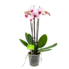 3 Taks Phalaenopsis Denver - Vlinderorchidee - P12 H60 - Kamerplant
