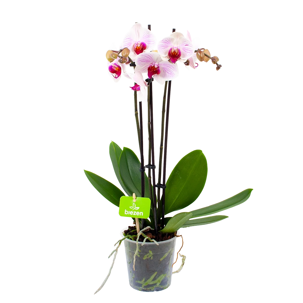 3 Taks Phalaenopsis Denver - Vlinderorchidee - P12 H60 - Kamerplant 1 3 Taks Phalaenopsis Denver - Vlinderorchidee - P12 H60 - Kamerplant