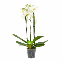 3 Taks Phalaenopsis Lighthouse - Vlinderorchidee - P12 H60 - Kamerplant