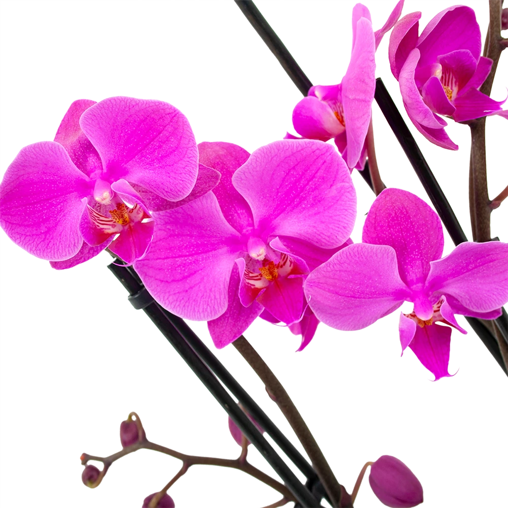 4 Taks Phalaenopsis Evolution - Vlinderorchidee - P12 H60 - Kamerplant 2 4 Taks Phalaenopsis Evolution - Vlinderorchidee - P12 H60 - Kamerplant - Afbeelding 2