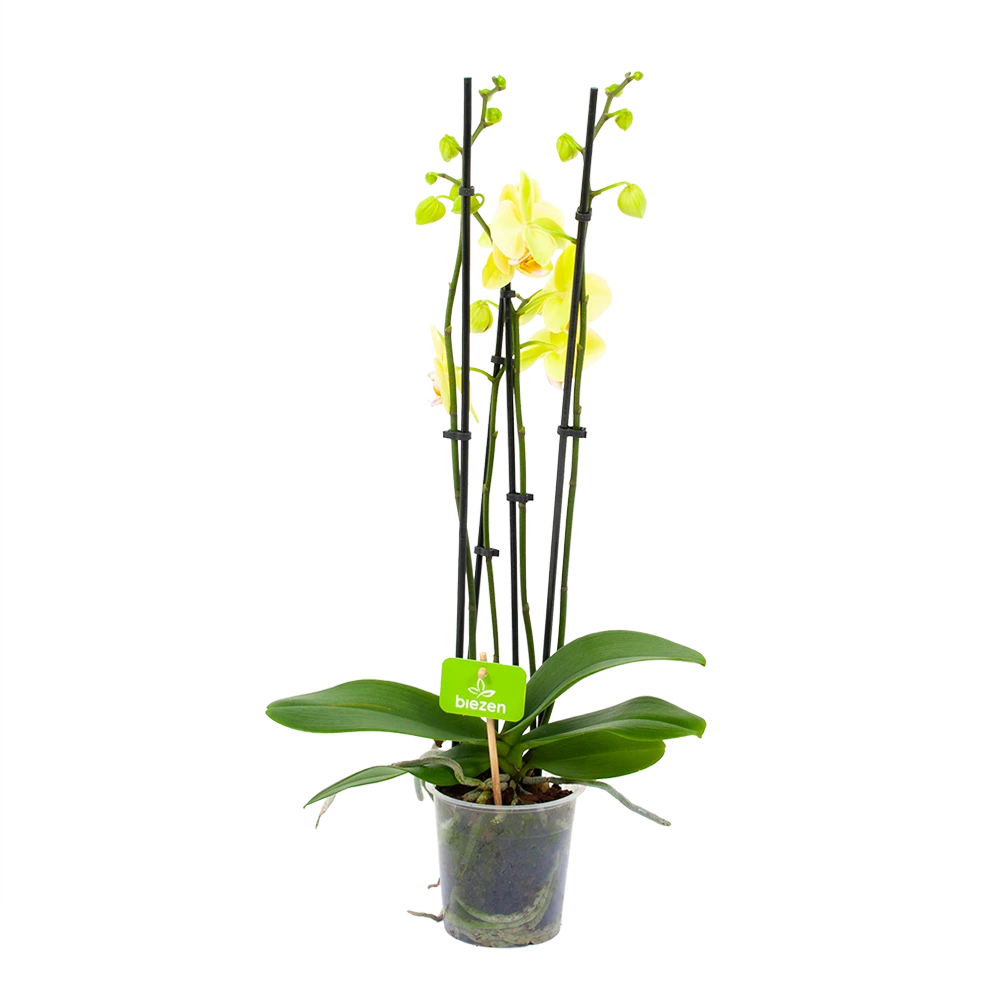 4 Taks Phalaenopsis Volterra - Vlinderorchidee - P12 H60 - Kamerplant 1 4 Taks Phalaenopsis Volterra - Vlinderorchidee - P12 H60 - Kamerplant