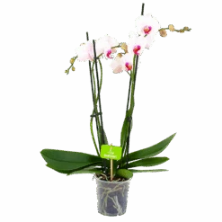 4 Taks Phalaenopsis Denver - Vlinderorchidee - P12 H60 - Kamerplant