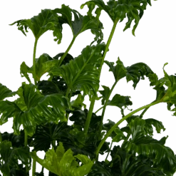 Philodendron Atlantis - P21 H75 - Kamerplant -Gardenas Winkel philodendron atlantis p21 h75 kamerplant 4