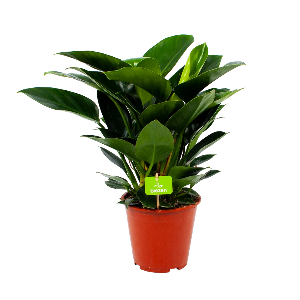 Philodendron Congo Apple - P19 H60 - Kamerplant 1 Philodendron Congo Apple - P19 H60 - Kamerplant