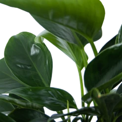 Philodendron Green Princess - P21 H70 - Kamerplant -Gardenas Winkel philodendron green princess p21 h70 6