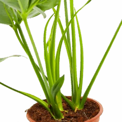 Philodendron Green Wonder - P19 H75 - Kamerplant -Gardenas Winkel philodendron green wonder p19 h75 3 2