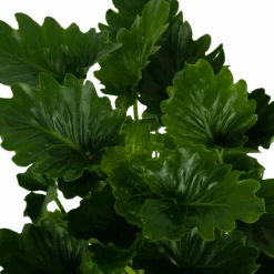 Philodendron Grizzly - P21 H55 - Kamerplant 6 Philodendron Grizzly - P21 H55 - Kamerplant -Gardenas Winkel philodendron grizzly p21 h55 6