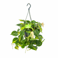 Philodendron Scandens Brasil - In Hangpot - P14 H35 - Kamerplant