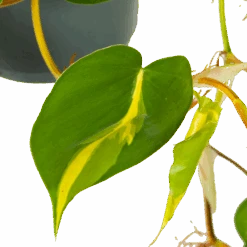 Philodendron Scandens Brasil - In Hangpot - P17 H35 - Kamerplant -Gardenas Winkel philodendron scandens brasil in hangpot p17 h35 6