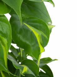 Philodendron Scandens Brasil Op Mosstok - P17 H75 - Kamerplant -Gardenas Winkel philodendron scandens brasil op mosstok p17 h75 6 1