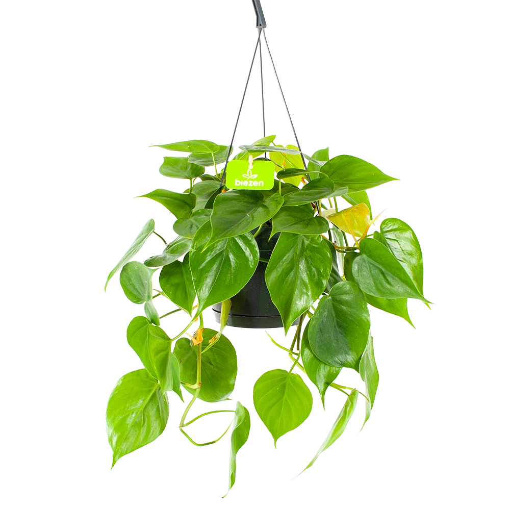 Philodendron Scandens - In Hangpot - P17 H35 - Kamerplant 1 Philodendron Scandens - In Hangpot - P17 H35 - Kamerplant