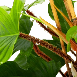 Philodendron Squamiferum Piramide - P19 H75 - Kamerplant -Gardenas Winkel philodendron squamiferum piramide p19 h75 6 1