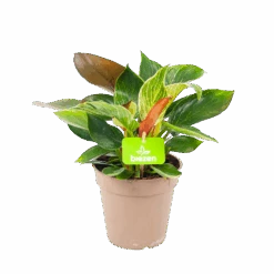 Philodendron White Wave - P13 H30 - Kamerplant