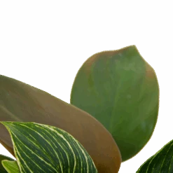 Philodendron White Wave - P13 H30 - Kamerplant -Gardenas Winkel philodendron white wave p13 h30 6
