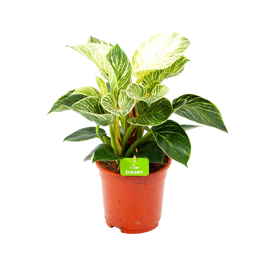 Philodendron White Wave - P17 H40 - Kamerplant 1 Philodendron White Wave - P17 H40 - Kamerplant