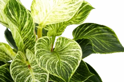 Philodendron White Wave - P17 H40 - Kamerplant 6 Philodendron White Wave - P17 H40 - Kamerplant -Gardenas Winkel philodendron white wave p17 h40 6 1