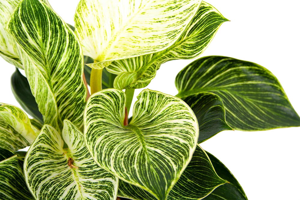 Philodendron White Wave - P17 H40 - Kamerplant 3 Philodendron White Wave - P17 H40 - Kamerplant - Afbeelding 3