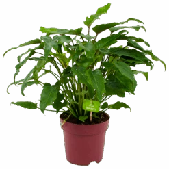 Philodendron Xanadu - P19 H50 - Kamerplant
