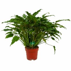Philodendron Xanadu - P21 H60 - Kamerplant