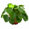 Pilea Peperomioides - Pannenkoekenplant - P15 H25 - Kamerplant