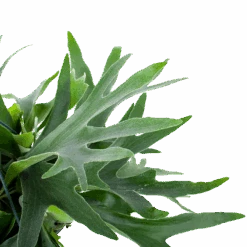 Platycerium Bifurcatum - Hertshoornvaren - In Hangpot - P21 H60 - Kamerplant -Gardenas Winkel platycerium bifurcatum hertshoornvaren in hangpot p21 h60 6