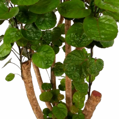 Polyscias Fabian - Aralia - P24 H100 - Kamerplant -Gardenas Winkel polyscias fabian aralia p24 h100 6 1