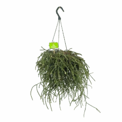 Rhipsalis Pilocarpa - In Hangpot - P17 H40 - Kamerplant