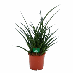Sansevieria Fernwoord Punk - Vrouwentong - P17 H60 - Kamerplant