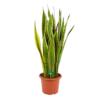 Sansevieria Laurentii - Vrouwentong - P30 H110 - Kamerplant